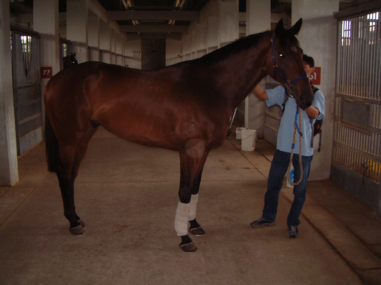Patrizio and his chronic tendon injuries.