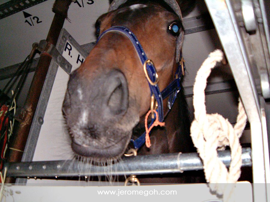 Zirna on the flight to Dubai to take part in the Dubai racing carnival.