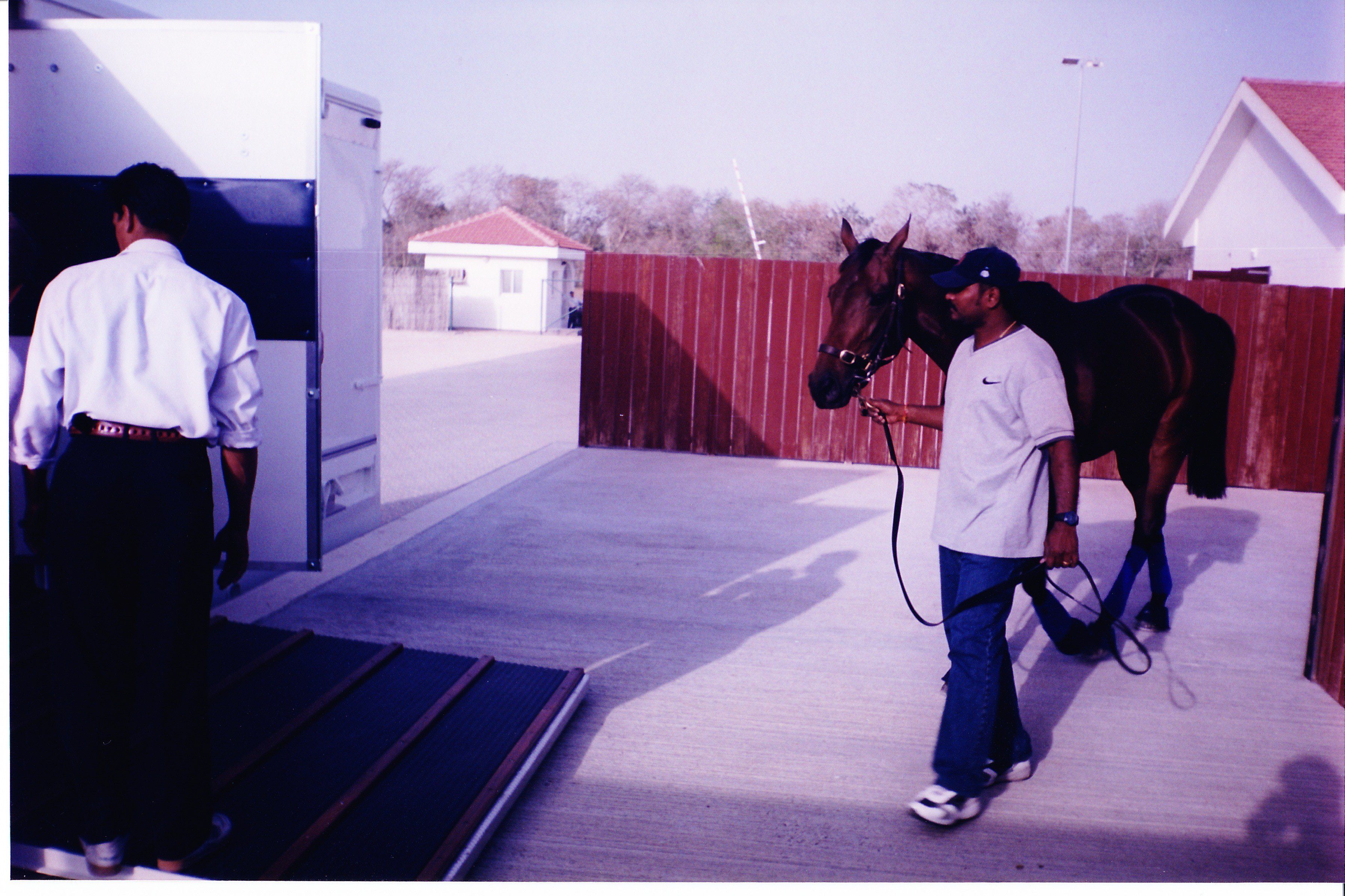 The racehorse Ouzo boarding the horse float to the races.