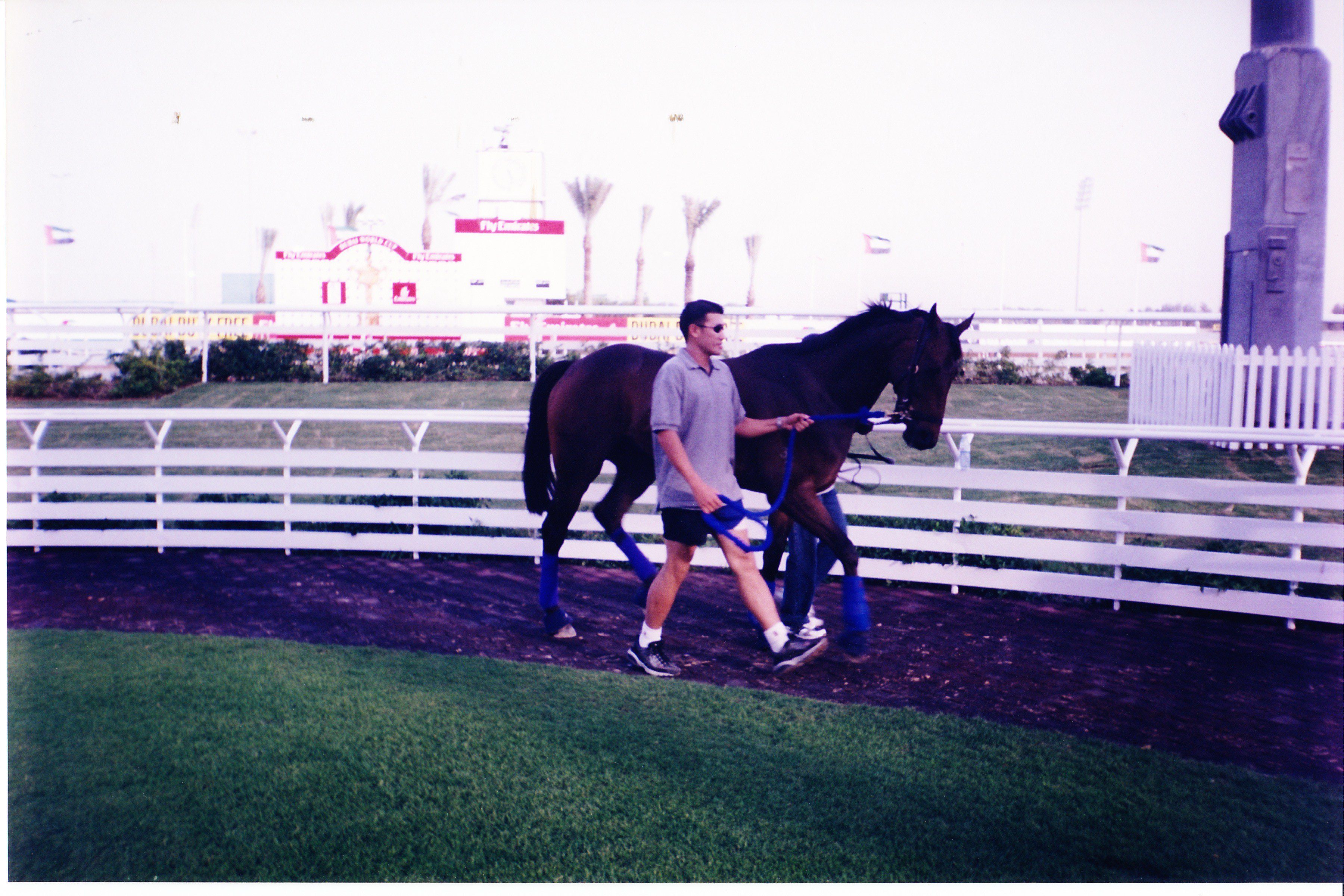 Ouzo the racehorse being schooled at nad al shear racecourse parade ring.