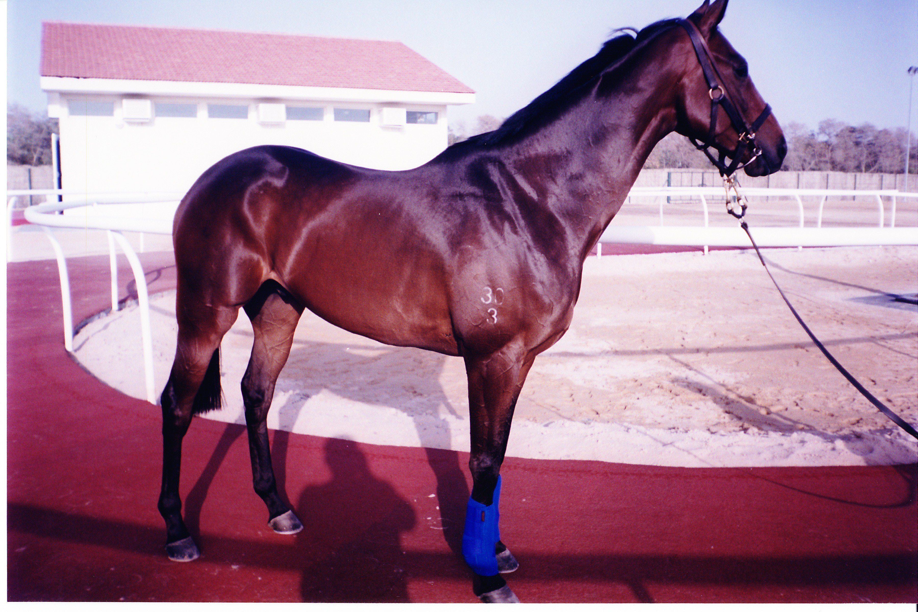 ouzo the racehorse looking magnificent in Dubai.