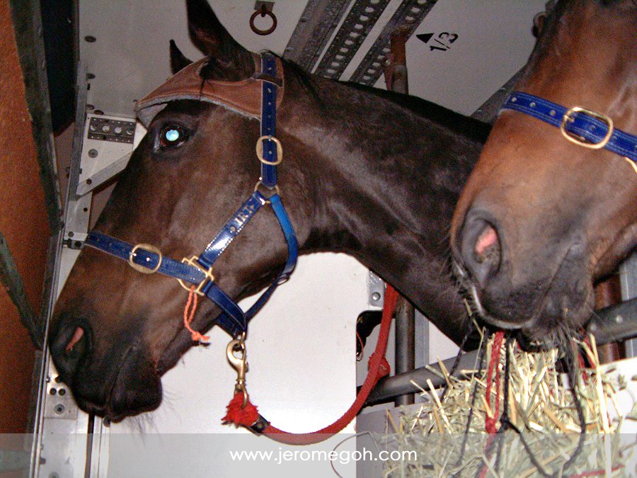 Stormracer on the flight to Dubai to take part in the Dubai horse racing festival.